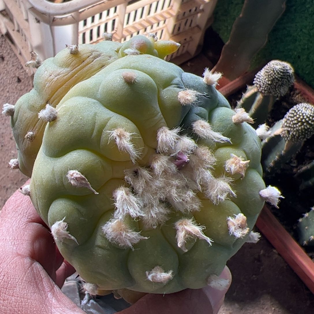 双头大尤仙锦 888