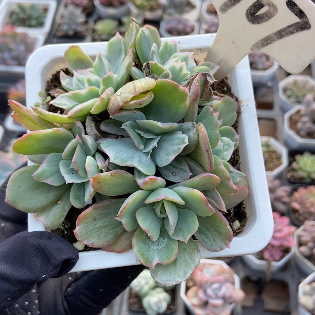 907伯克利锦多肉植物