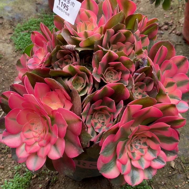 1195香妃多肉植物