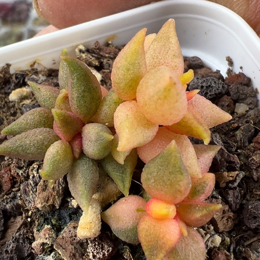 小辣椒锦老桩多肉植物