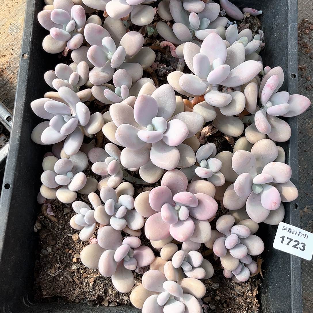 阿雅园艺。     1723