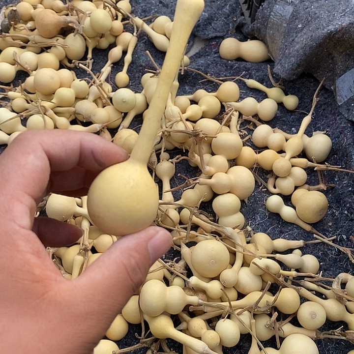 风***子手把精品文玩葫芦