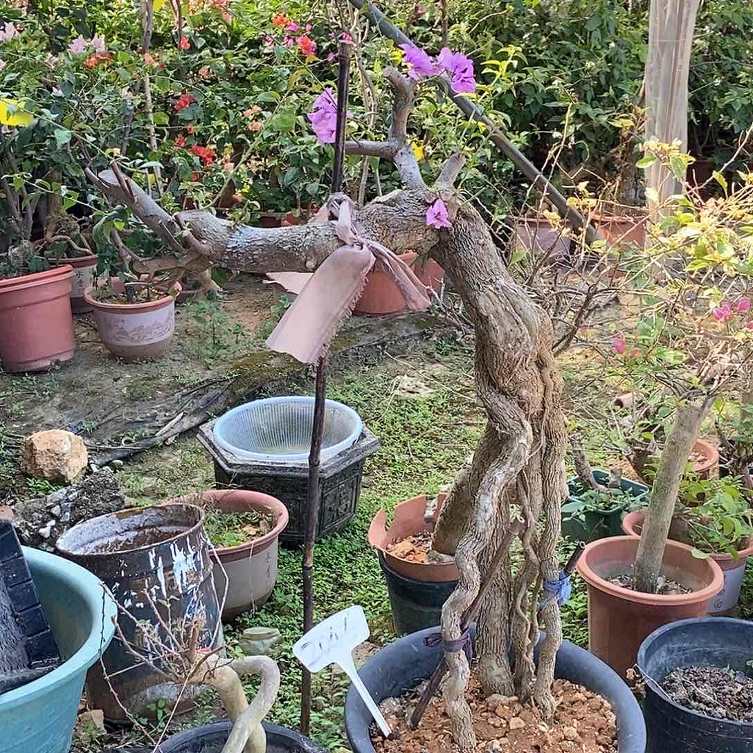 大部分开放少量花苞巴西紫2046