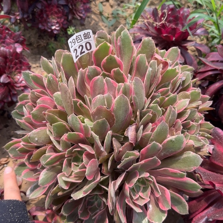 浣纱……多肉植物……