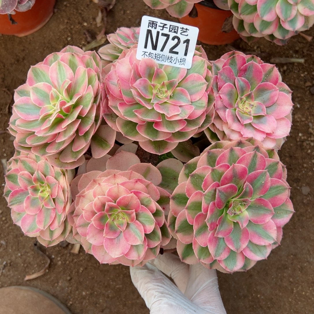 721荔枝尺寸20左右