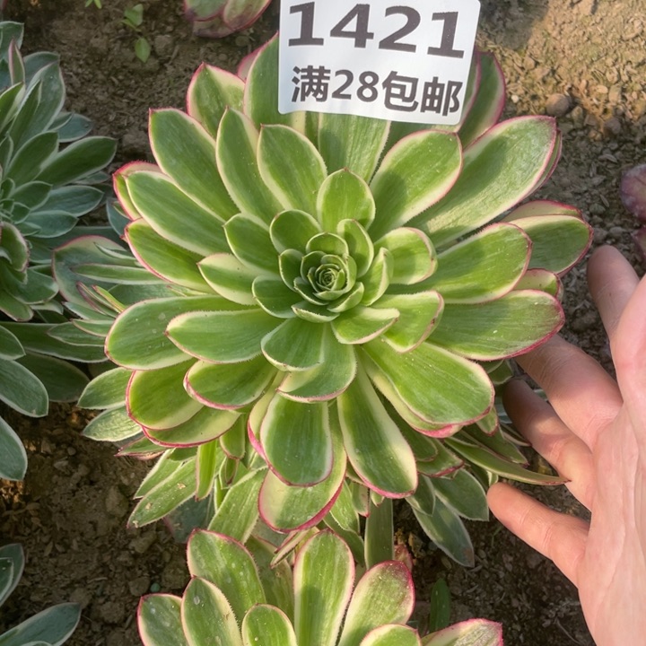 1421海王多肉二号棚N