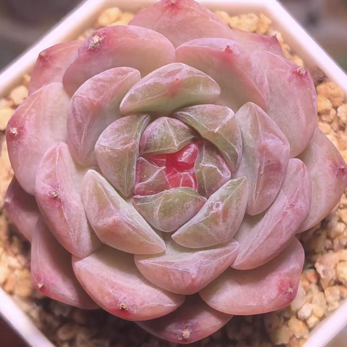 【满 9.9 包邮】糖心6cm多肉自带暗纹植物室内阳台好养以直播间为准