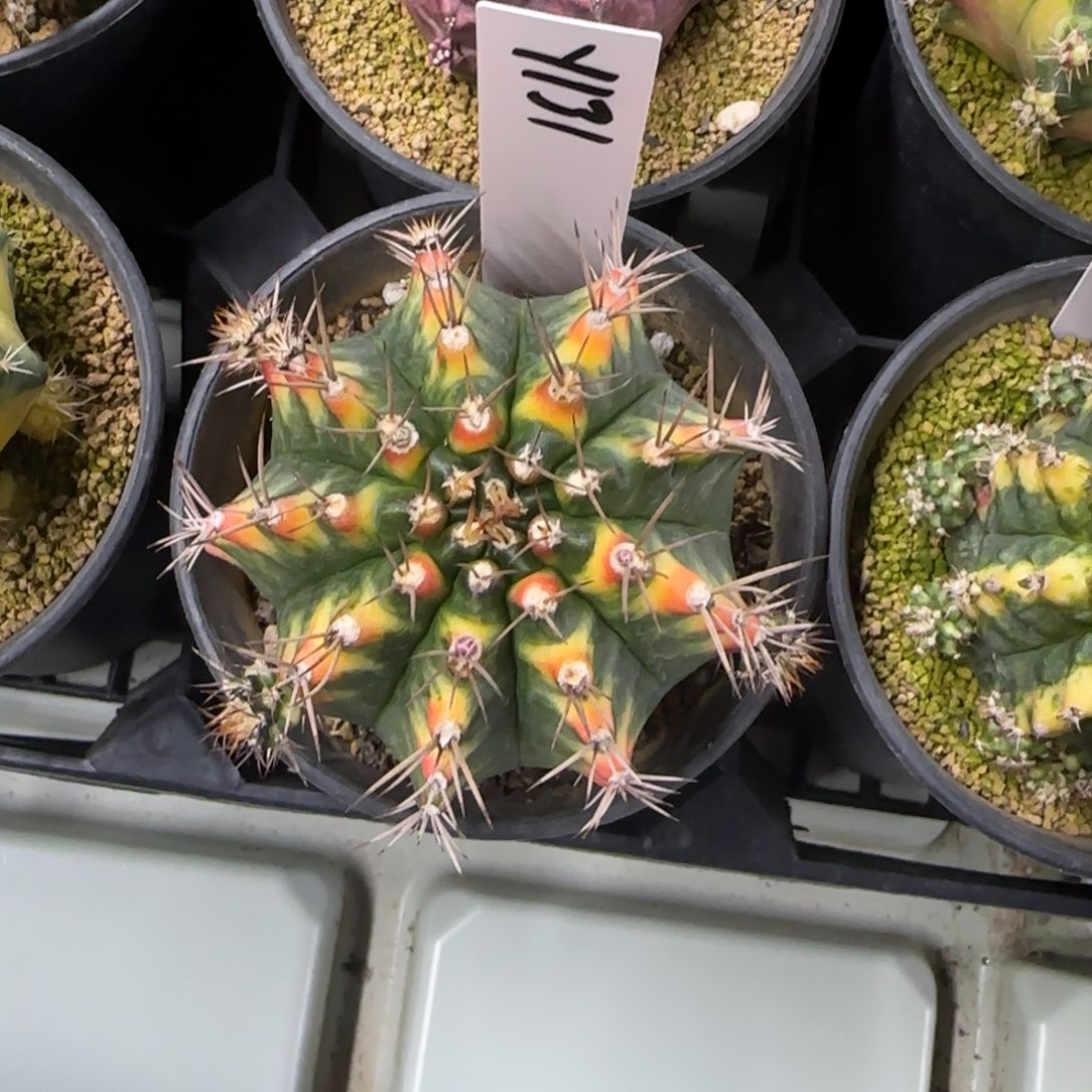 131-0214脱土发多肉