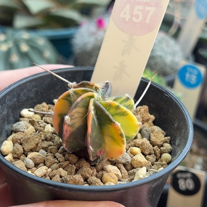 实生水牛角大凤玉锦3.3cm