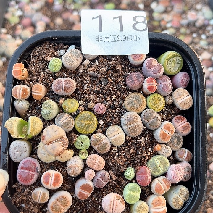 118生石花微瑕特价，介意勿拍