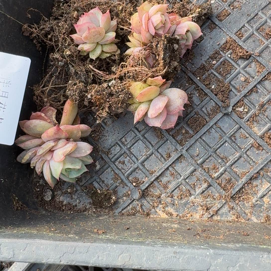 玫瑰苗子六颗15-231