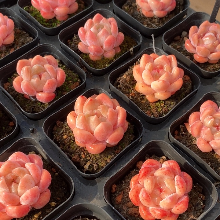 150桃熏糖心单头 福利多多