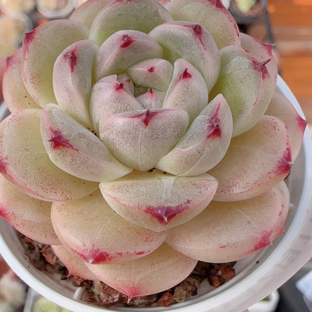 花语多肉1211-330凸包魔仙