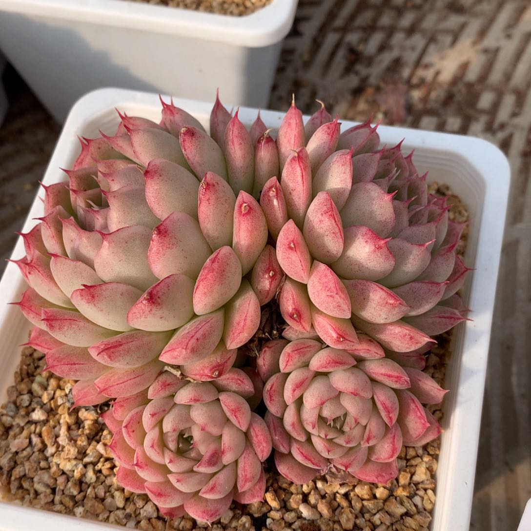 0204-49 麦杆优选