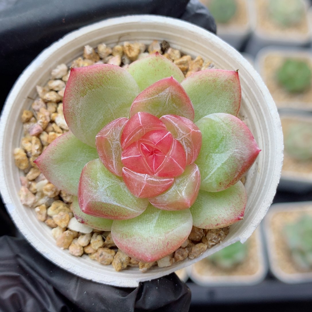 58包邮  群生不包整45