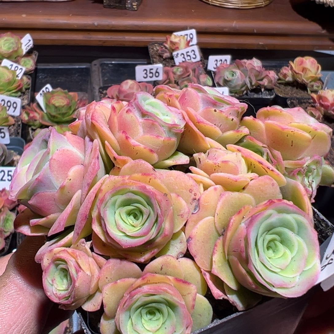 樱桃花球1142山地玫瑰多肉