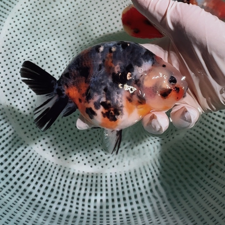 金鱼大体兰寿压成
