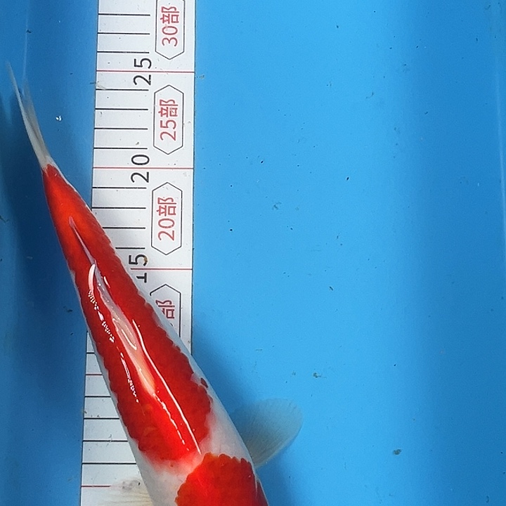 锦鲤血统锦鲤子一代