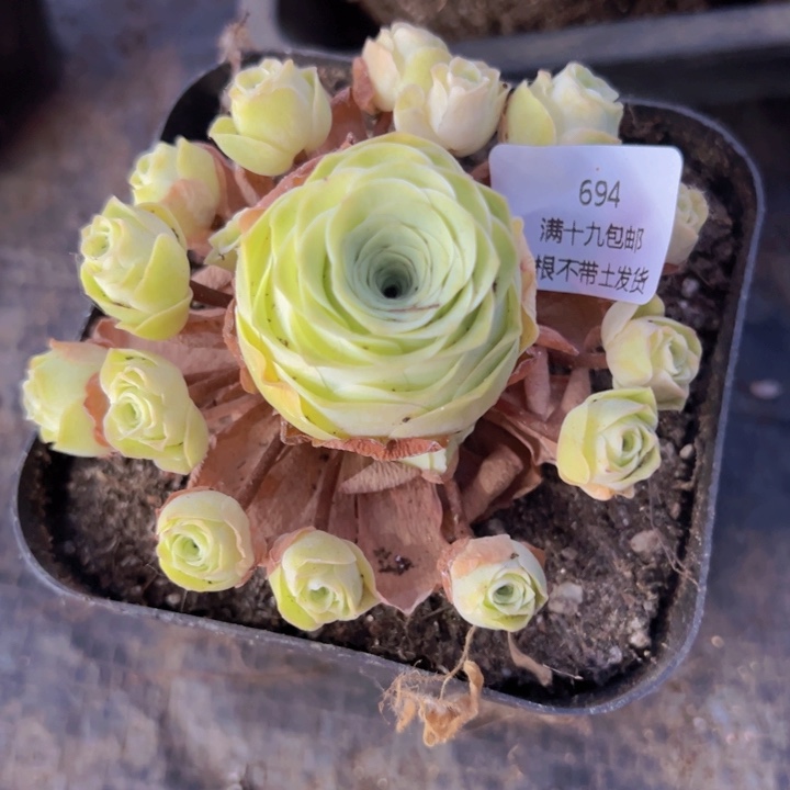 694 裸根不带土发货