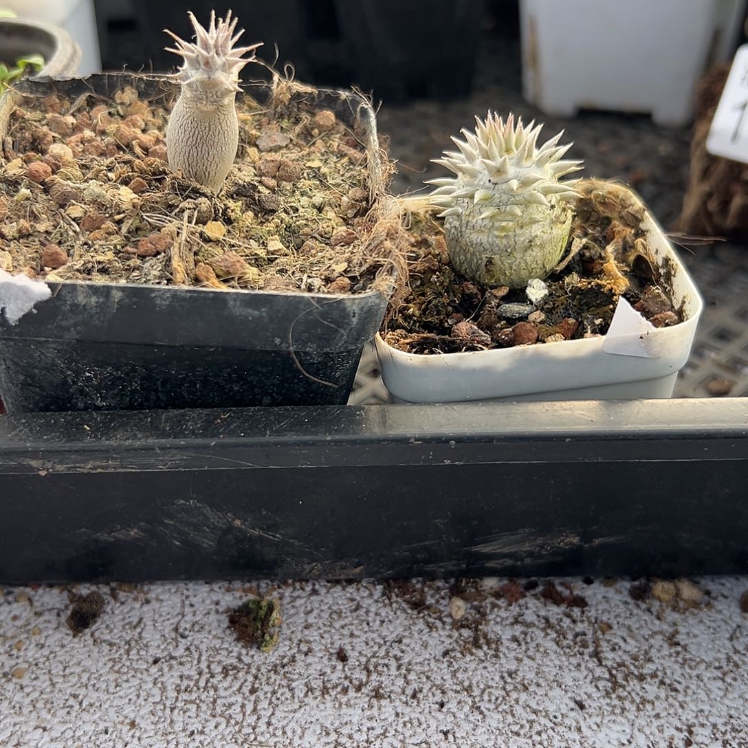 大黑226，一物一拍带盆