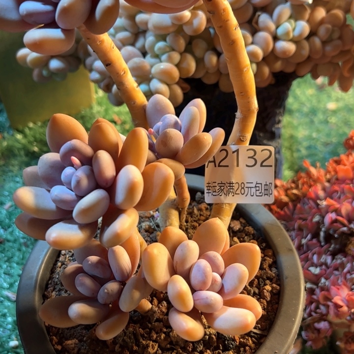 幸运的是我的朋友们都