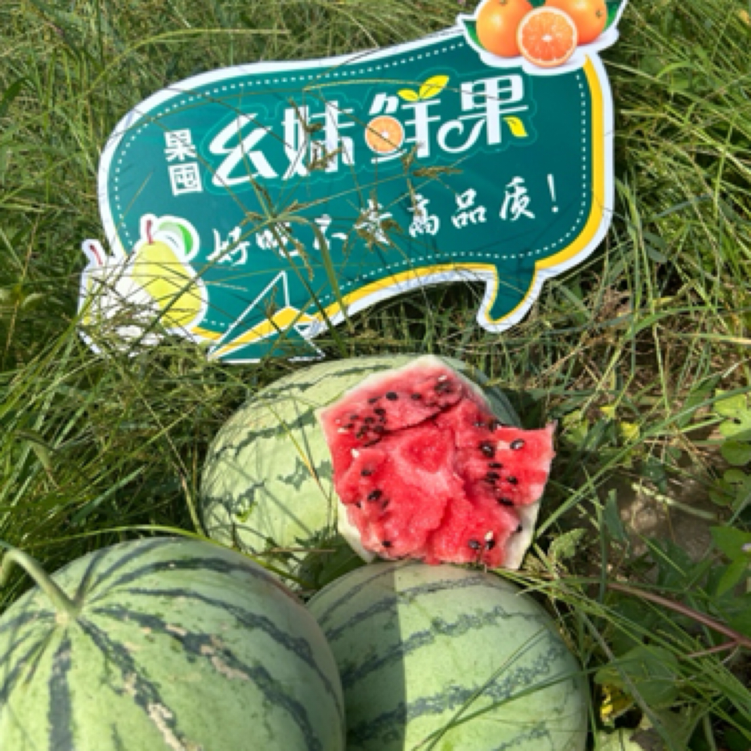 自己家农场本地西瓜1个5斤以上