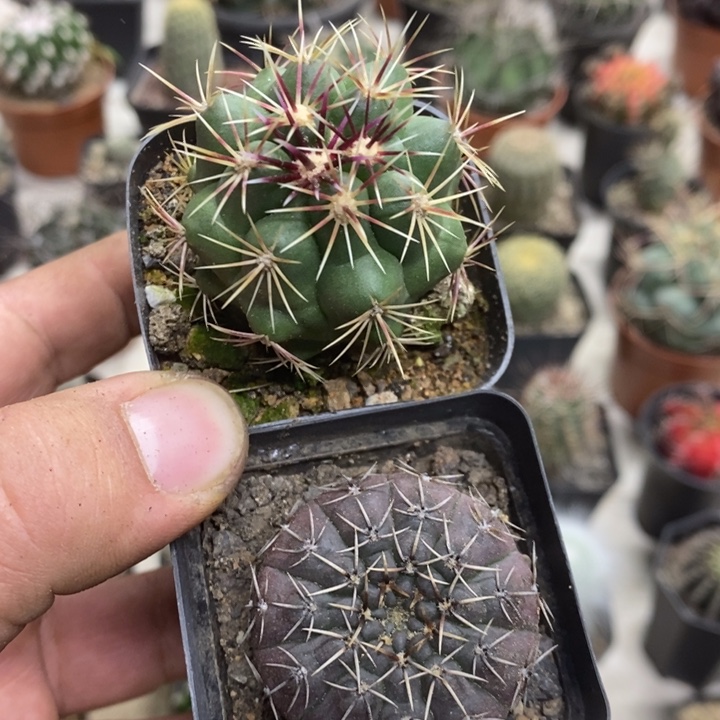 实生大统领怪龙丸2颗特价3