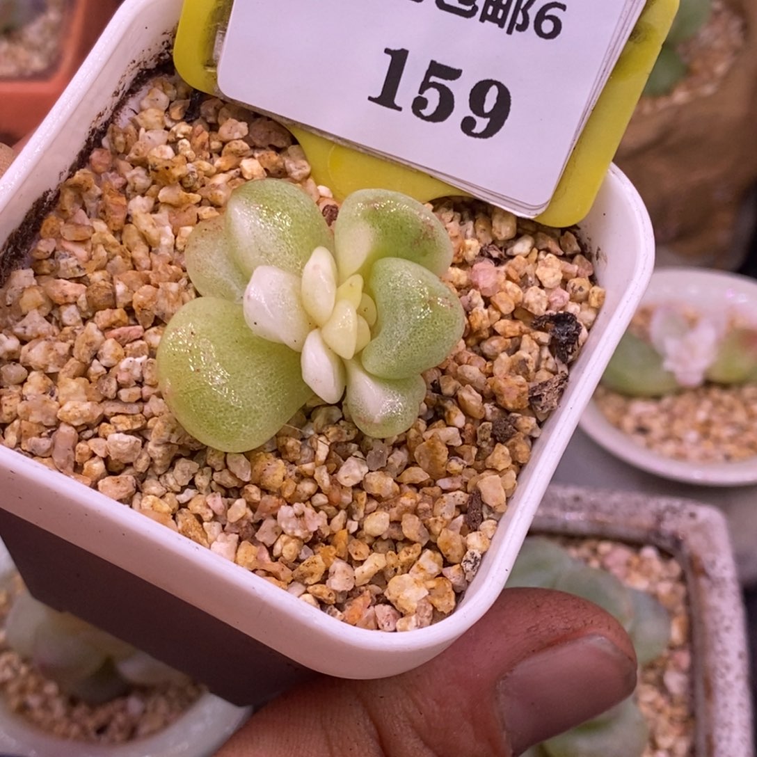 伟***精6159冰玉石化白锦…………