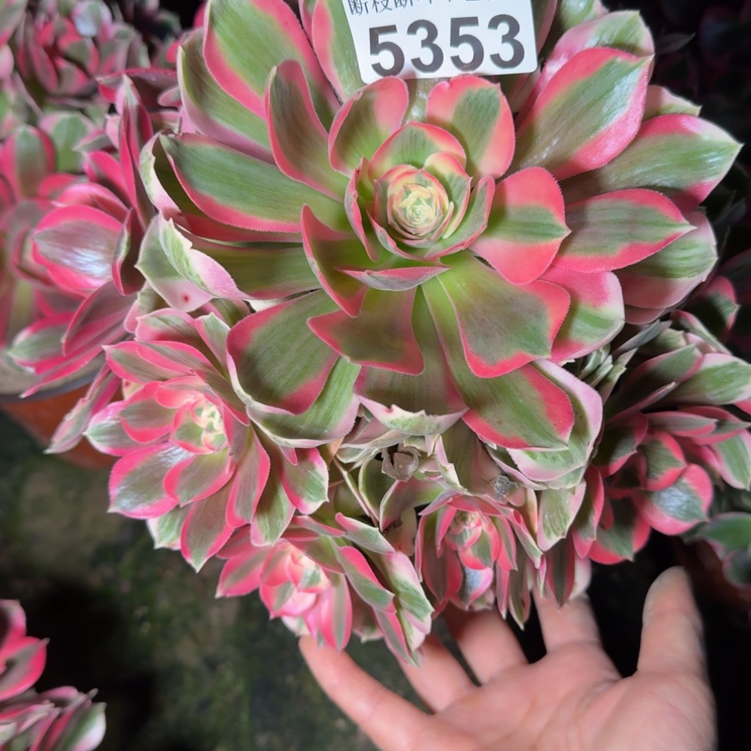 5353女郎多肉植物