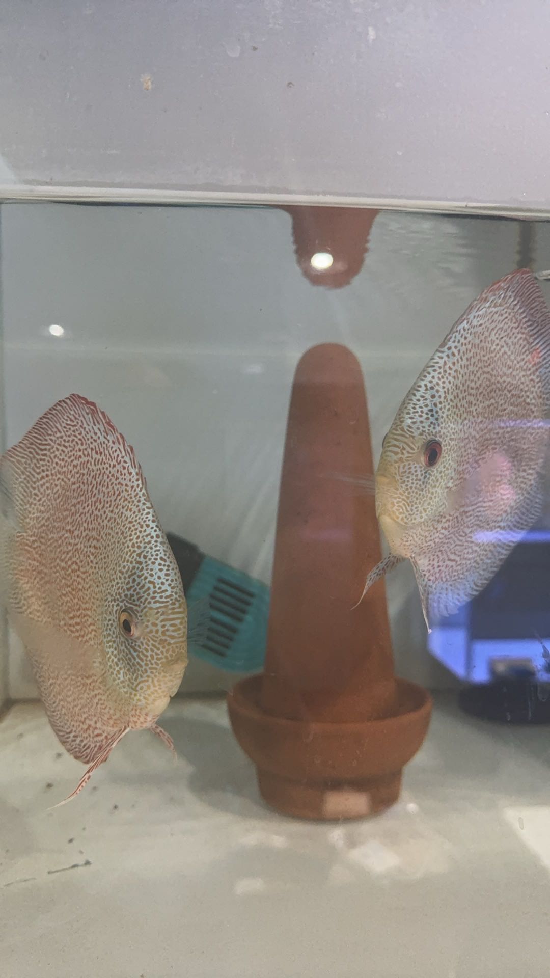 高品质七彩18栋蜘蛛侠3-4公分