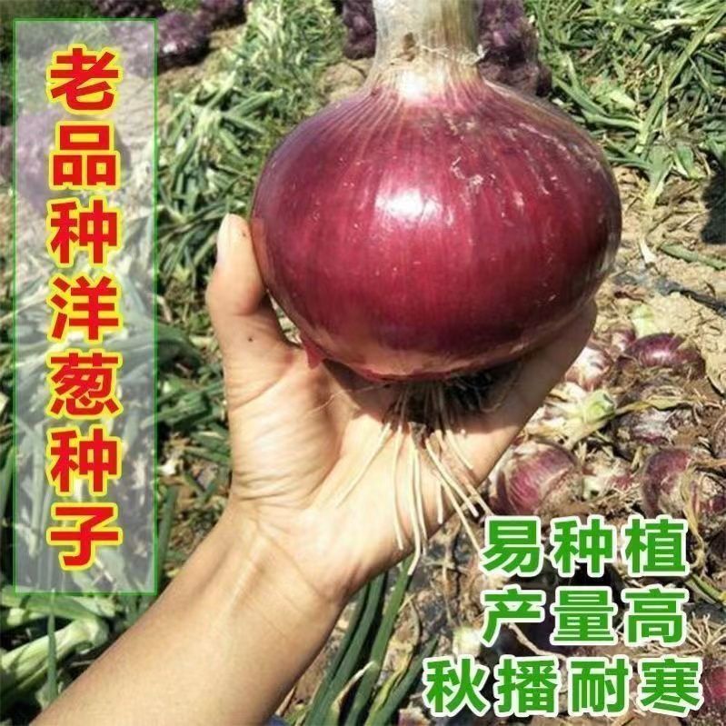 红皮洋葱种子特大紫皮圆葱盆栽阳台高产蔬菜易种