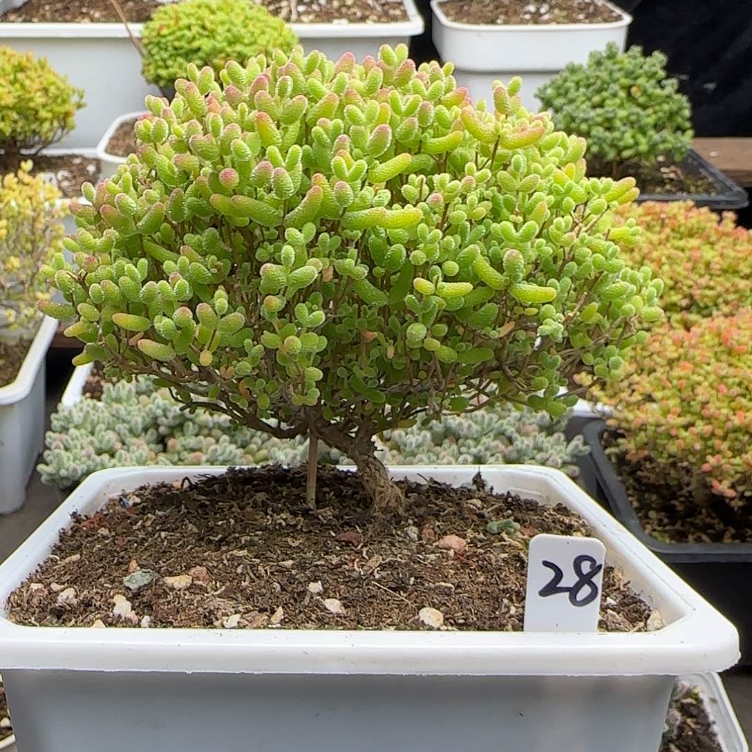 蜜橘糖球一物一拍