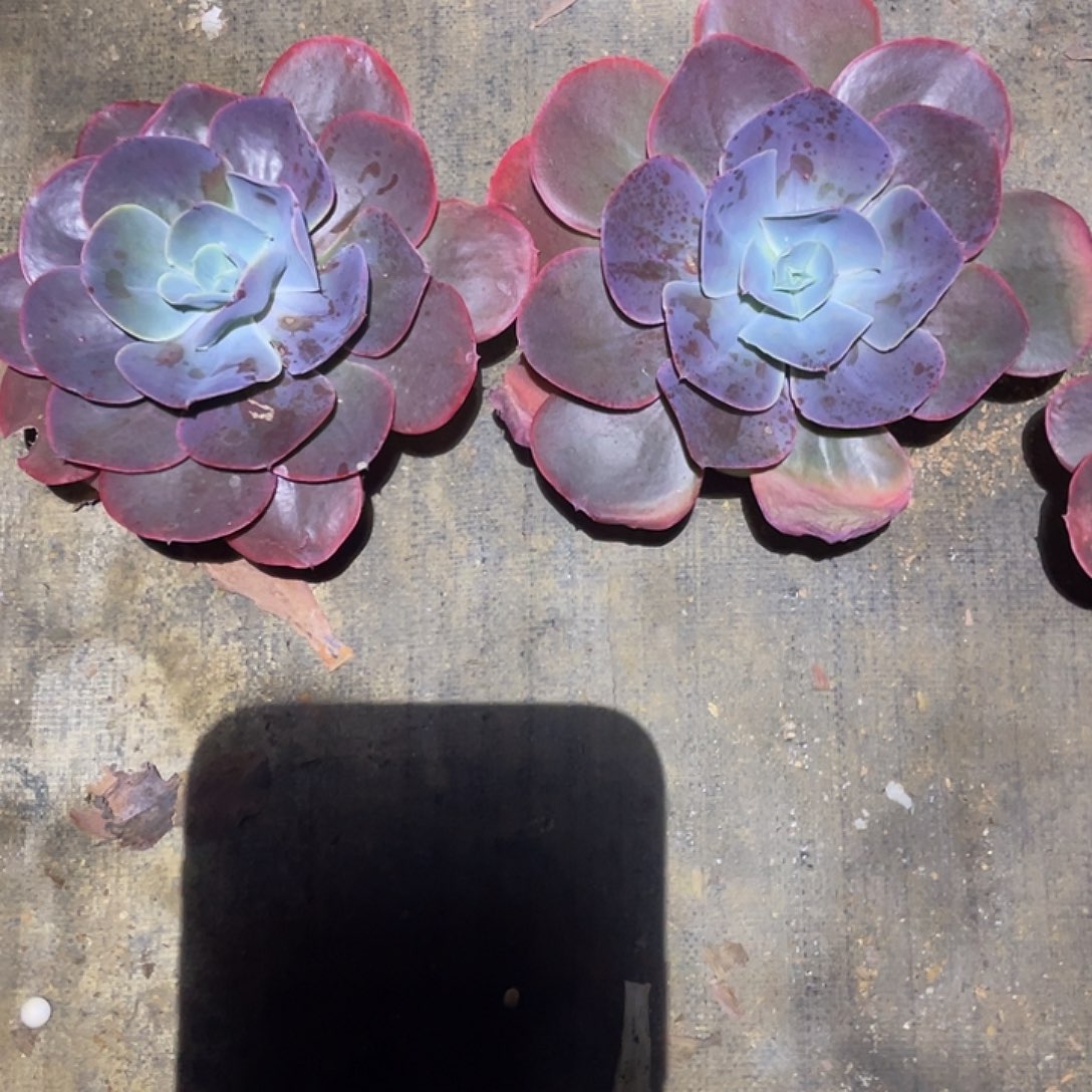 木***）4 8号包菜系列多肉植物2棵