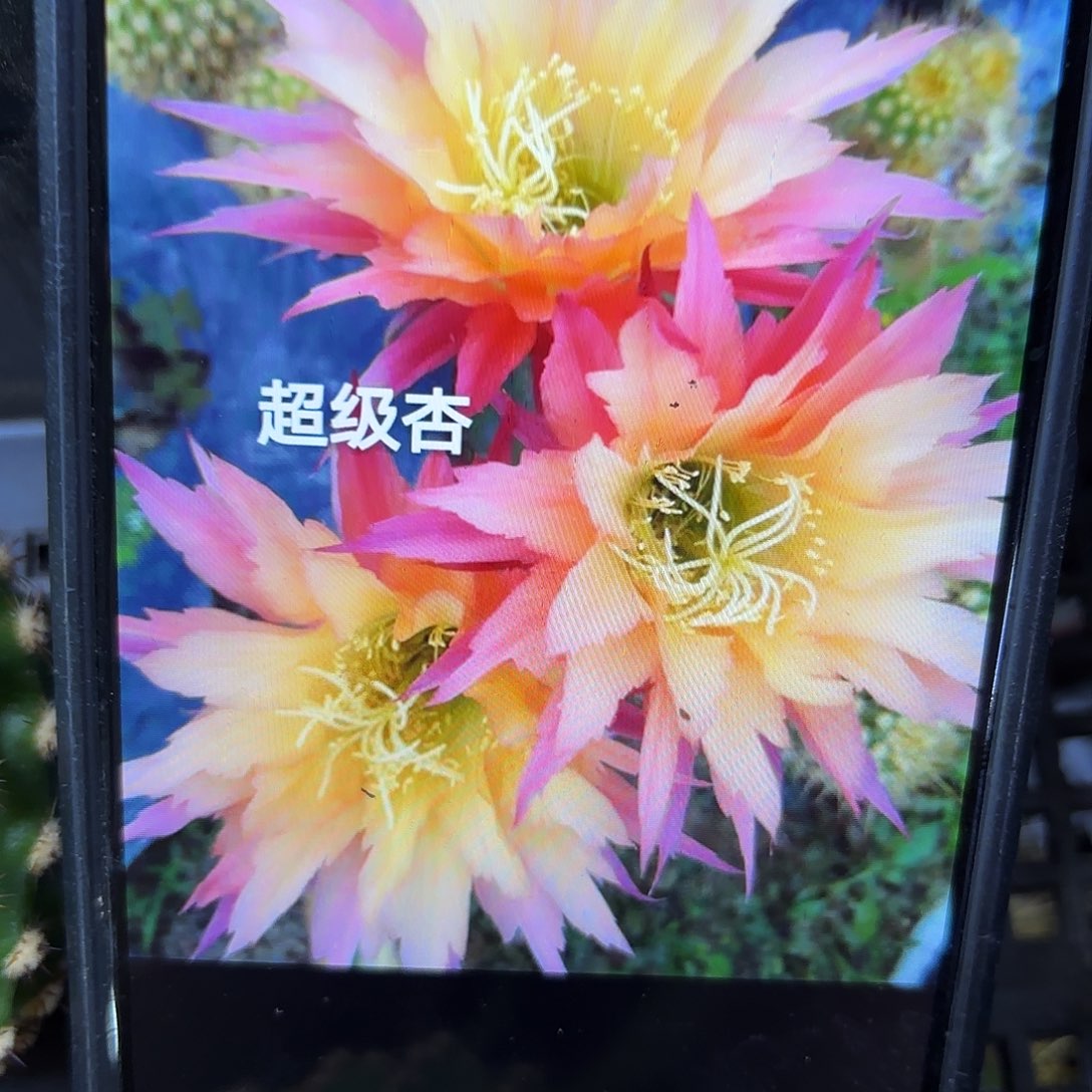 超级杏毛侧牙20包邮19