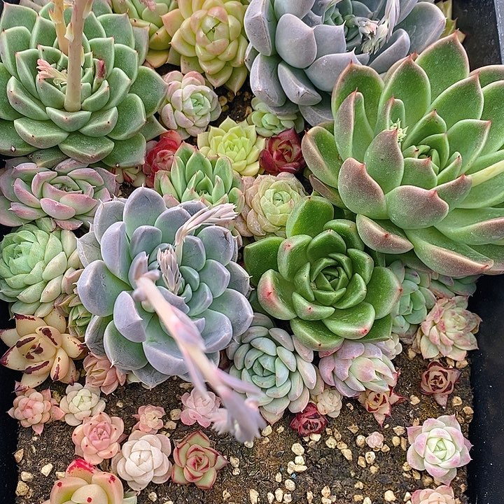 103 多肉植物盆栽花卉植物