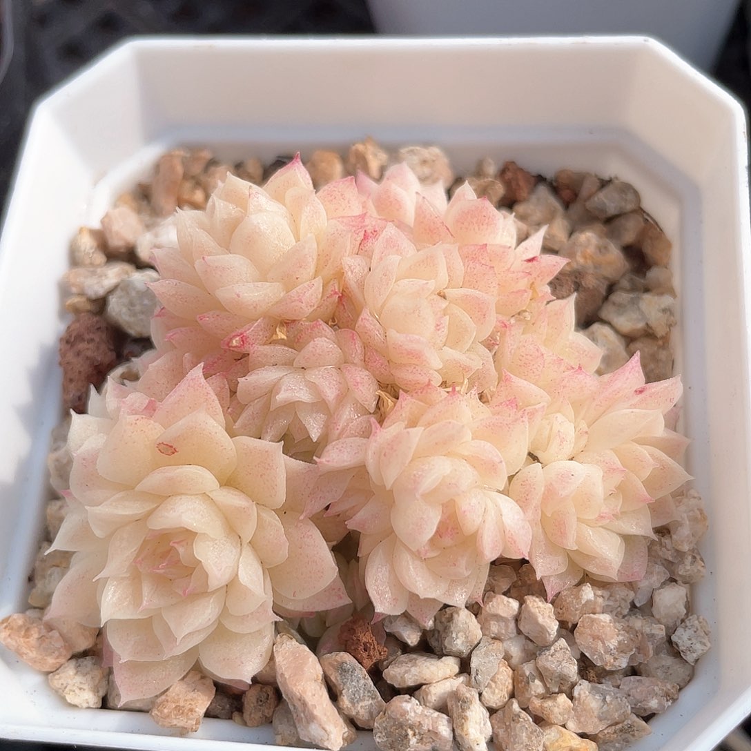 优选麦秆福利1027