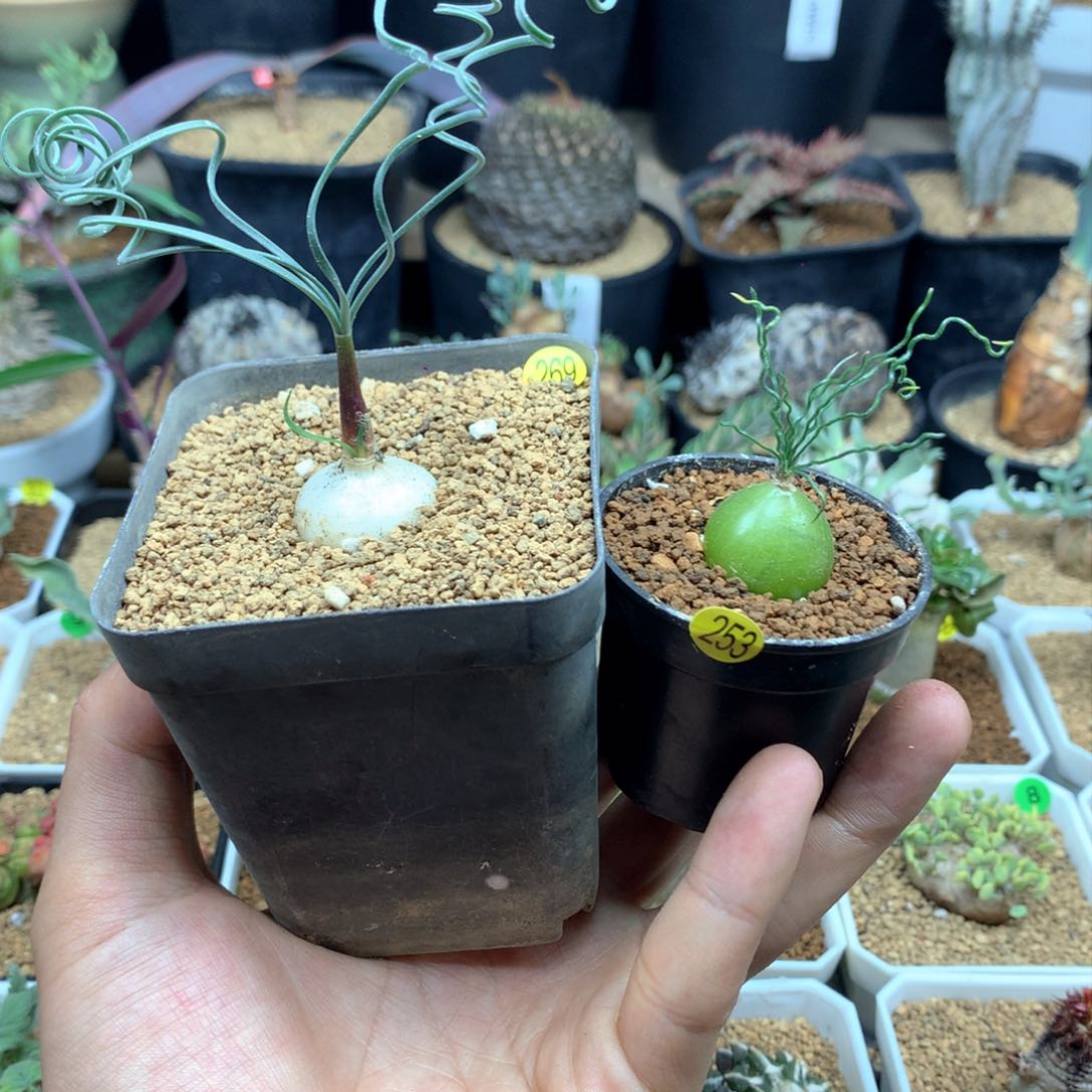 ▪️蚊香弹簧草加泰迪海葱带盆