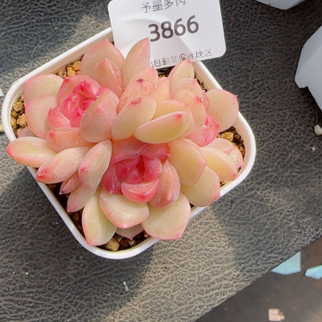 琴心，3866多肉植物