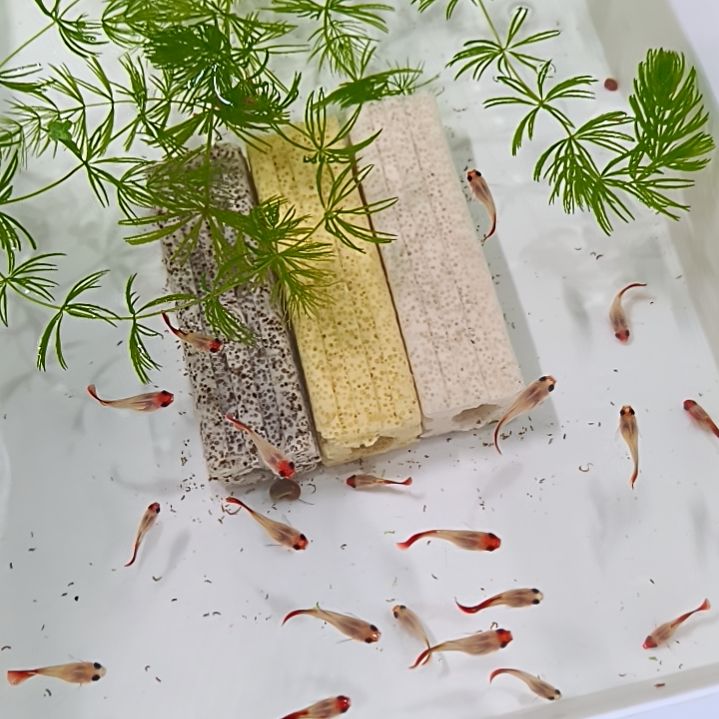 孔雀鱼大眼睛玻璃猫