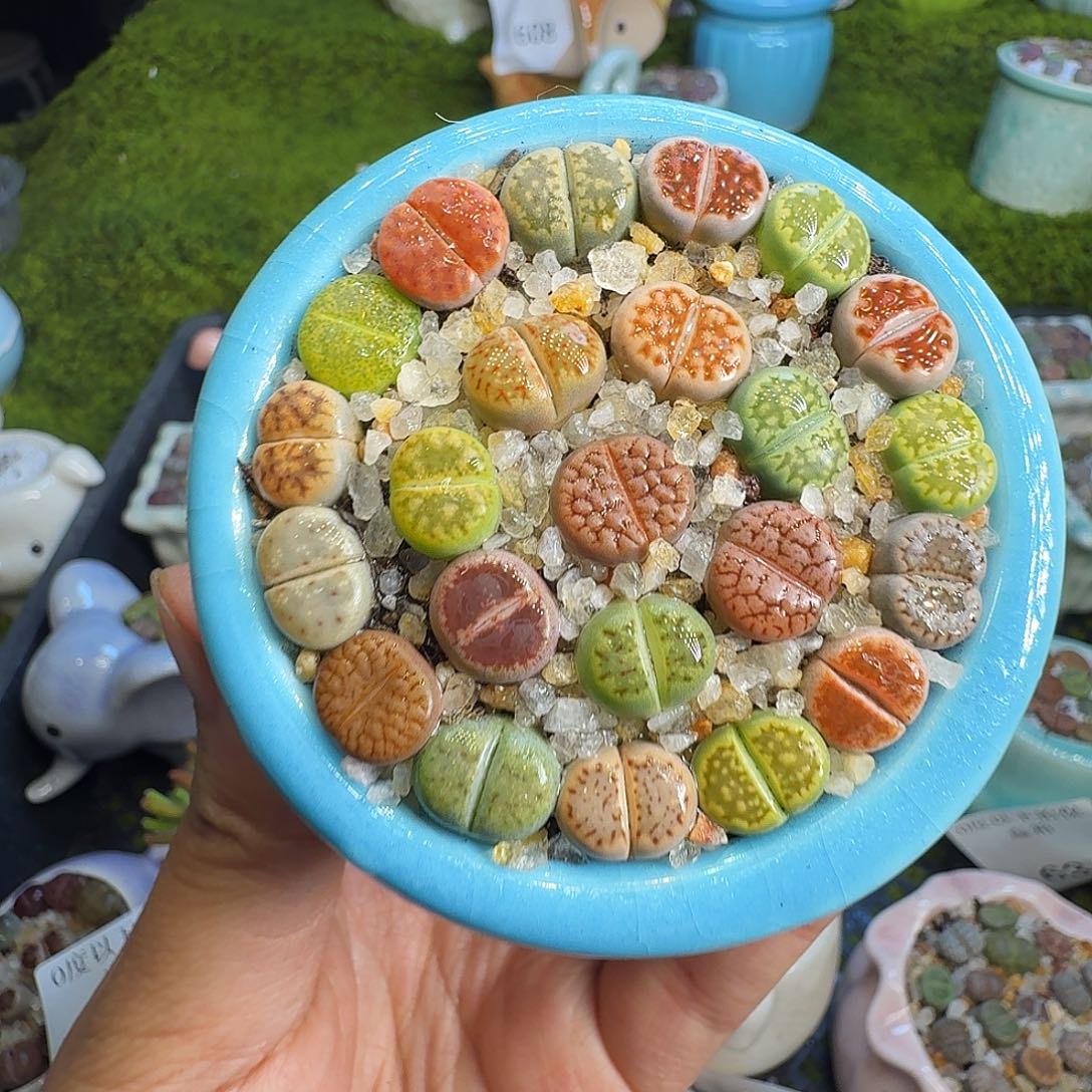 多肉植物福利冲708