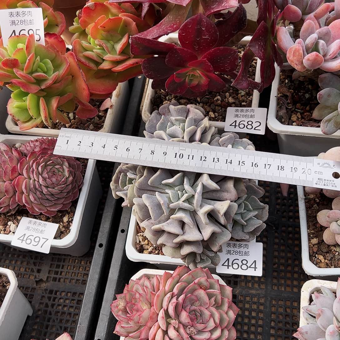 9号我们的确是一4684