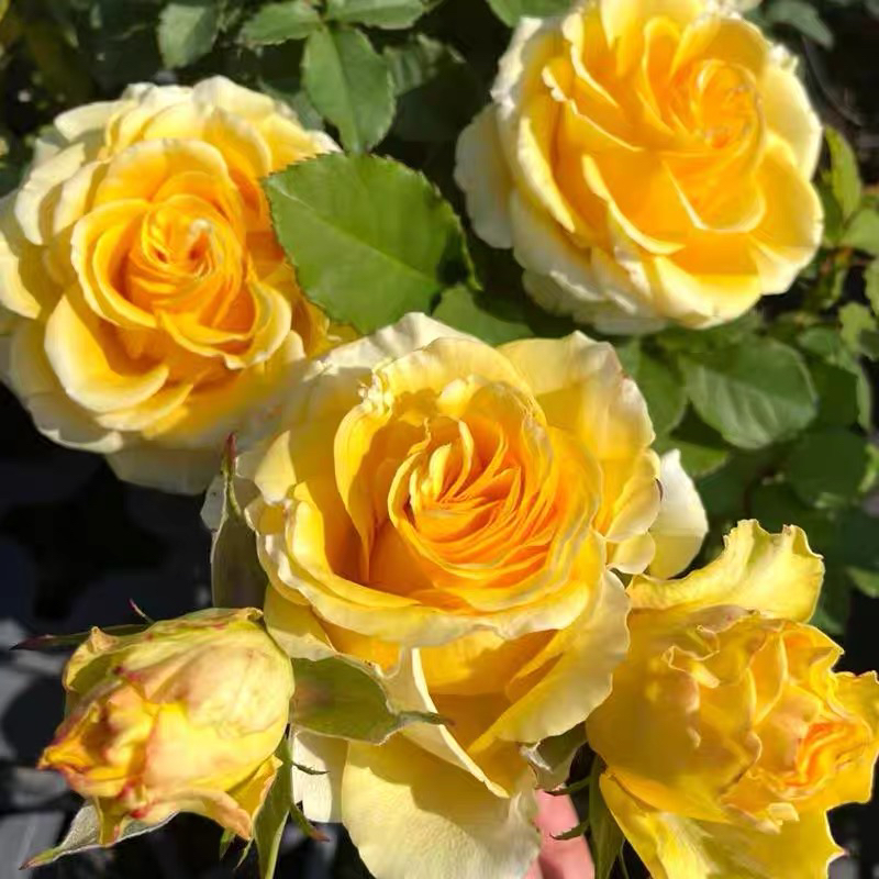 顺丰包邮！黄色大花贝壳树状棒棒糖月季