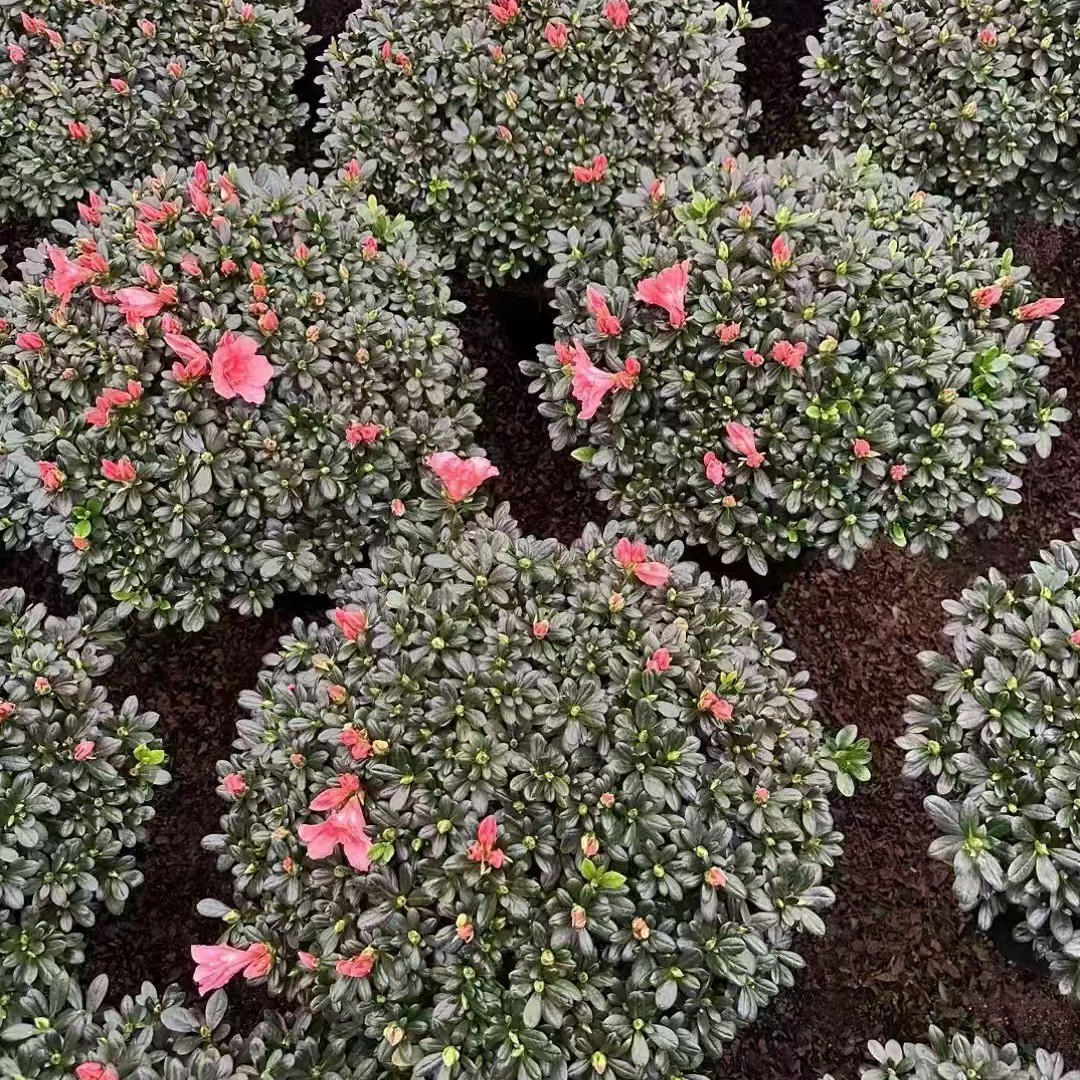【四季杜鹃花】精品杜鹃花满树花苞粉色好养易活（40+）【带盆】花卉