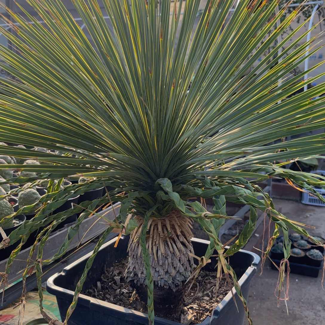 稻草人稻草人rrrrrrrr