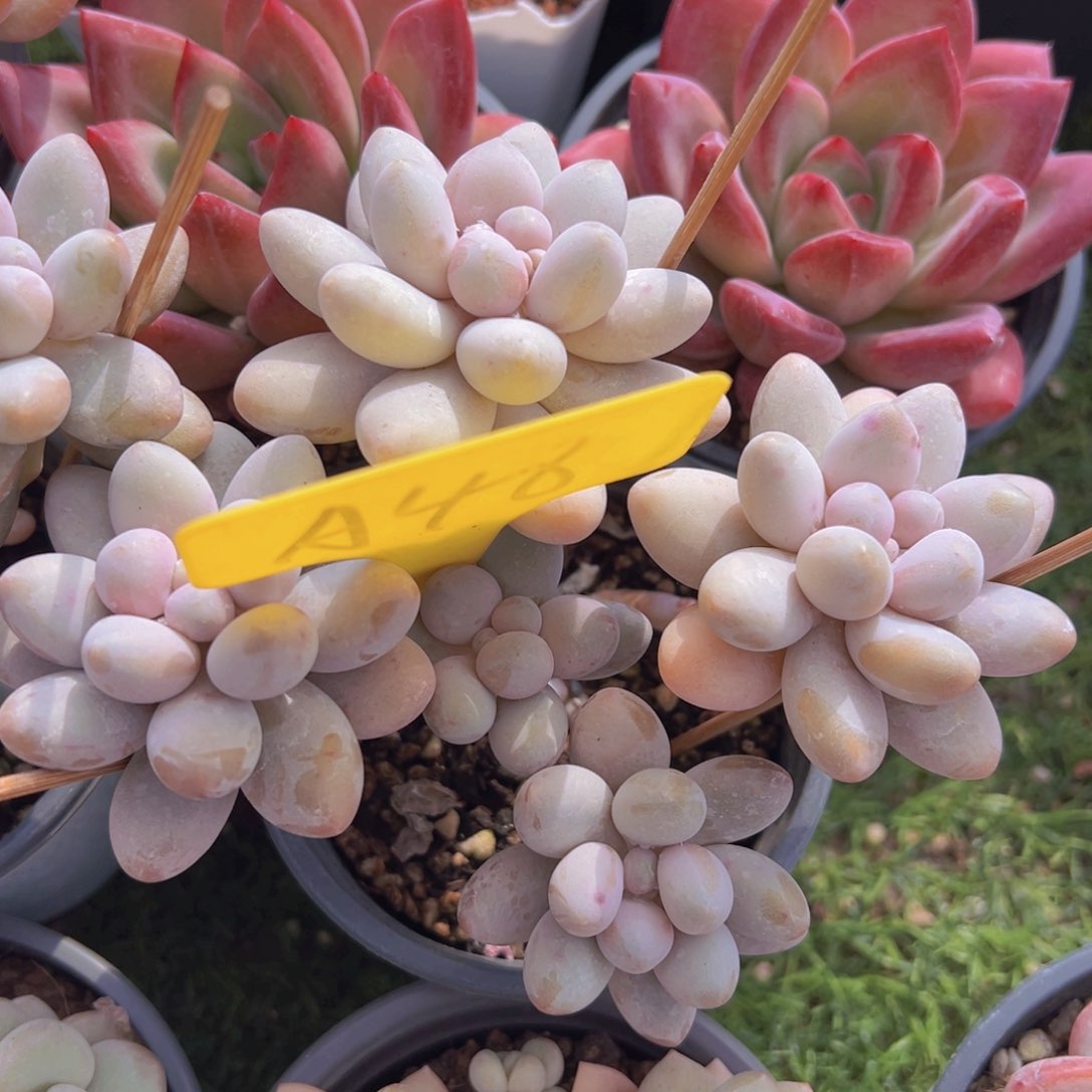 香玉的故事是一个人的故事吗