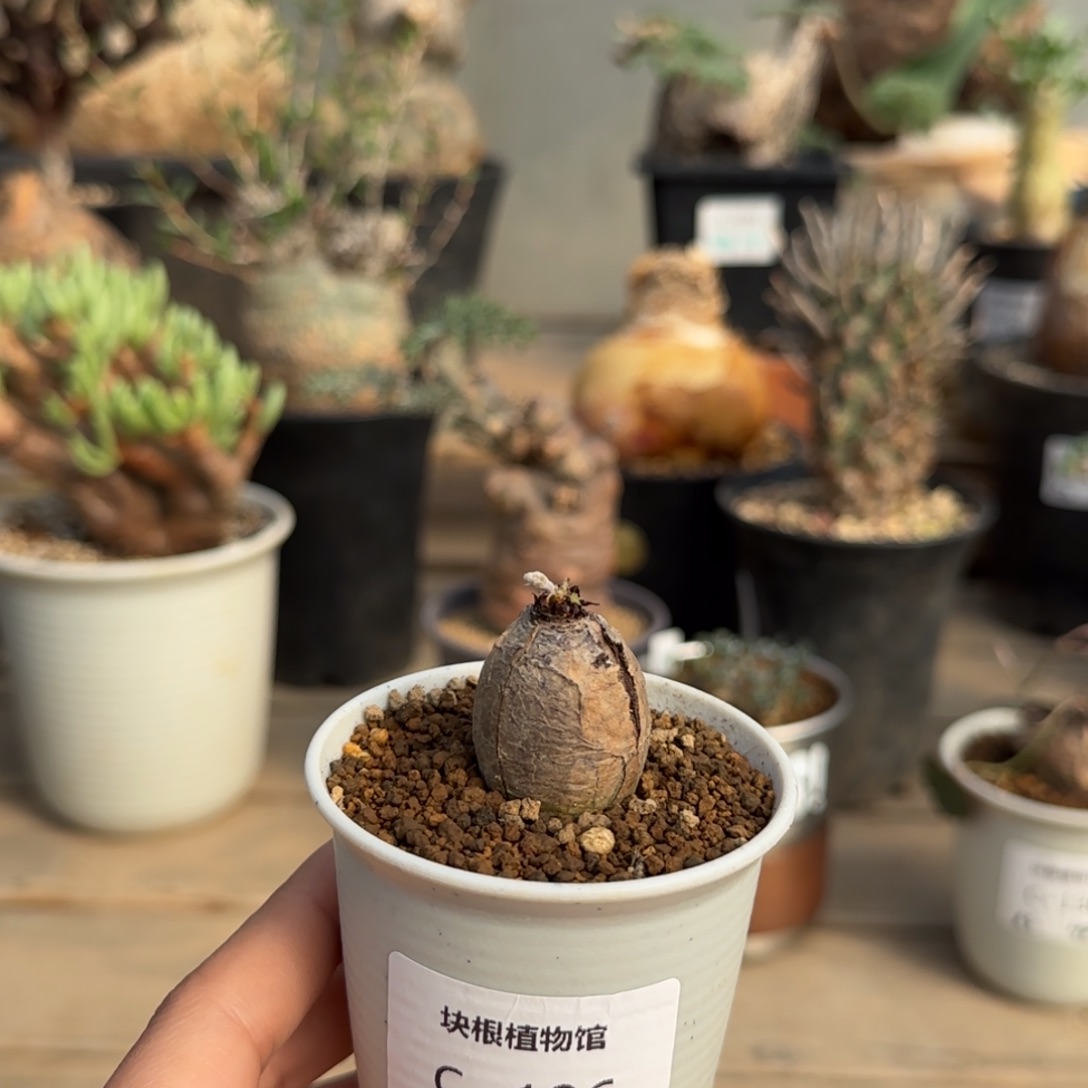 196肾叶洋葵不带盆