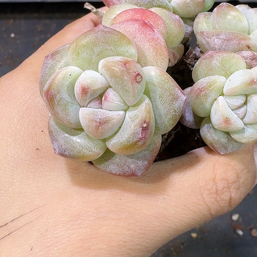 44号到手4颗，大双头白底冰玉