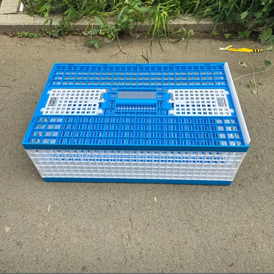 蓝白塑料拼装鸽子放飞笼训放笼实用耐用不折叠设计