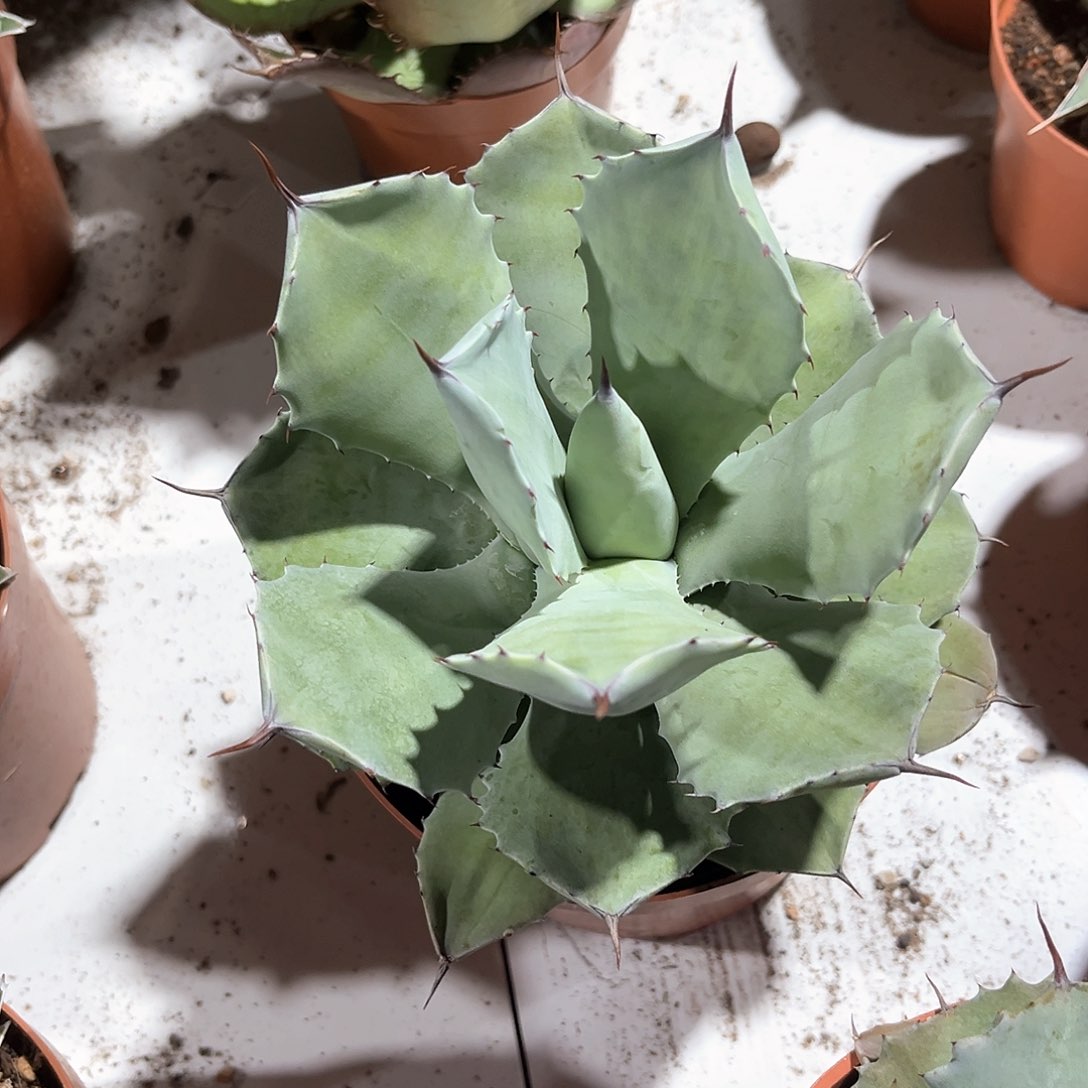 一*?龙舌兰厚叶雷神福利20