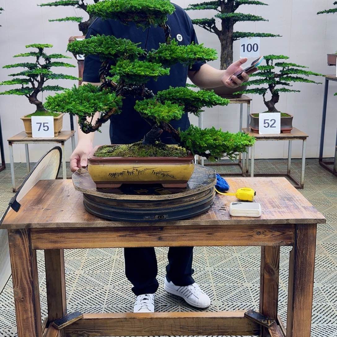 无花朵柏树造型盆景